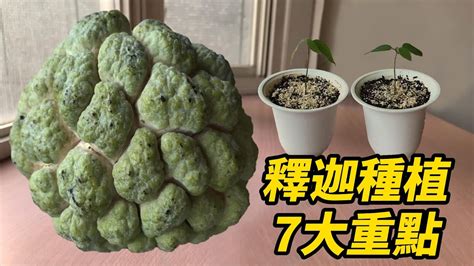 釋迦盆栽|釋迦種植7大重點 